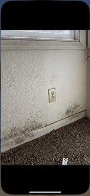 Black mold