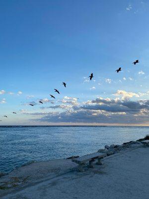 Birds in formation.