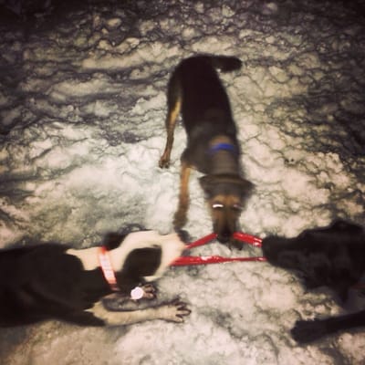 Tug of war at night at Rogers Park