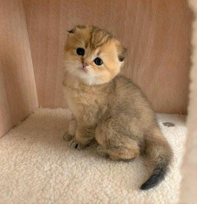 Are you looking for a beautiful Scottish fold kitten? Text or call us at 716-220-7777