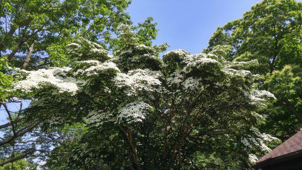 Kousa Dogwood in bloom