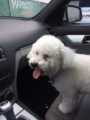 This is my dog after the groom. They didnt even clean his tear stains and didnt give him water