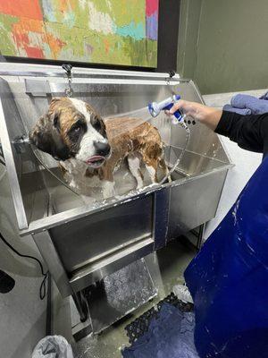 Remington 110 pound Saint Bernard loves showering even those she cry's in between but after the shower she's gets wild happy