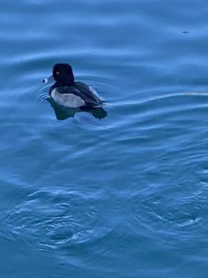 Solo ring- necked duck but honestly there were dozens.