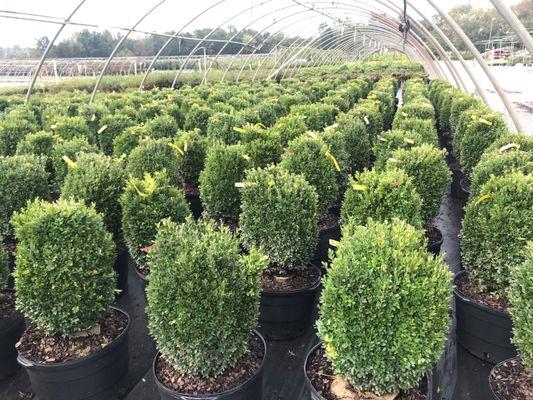 Greensboro Shrub Nursery