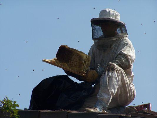 Bee Extraction