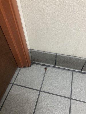 Dead Cockroach found in the bathroom.  Disgusting.  Please clean your store and your bathroom properly.