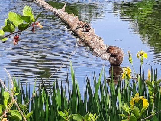 Nutria