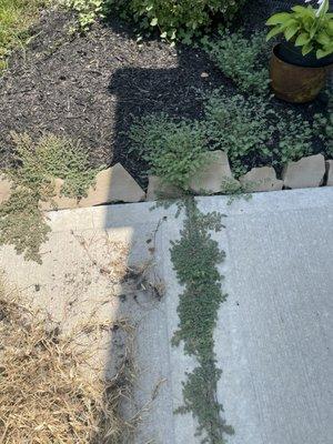 Weeds that have been supposedly treated for 3 months