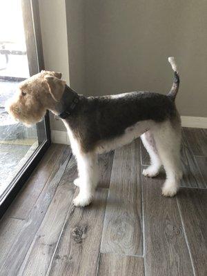 Side view of Louie with his shaved torso and fluffy legs! Shaved head and nice beard. Loved it!