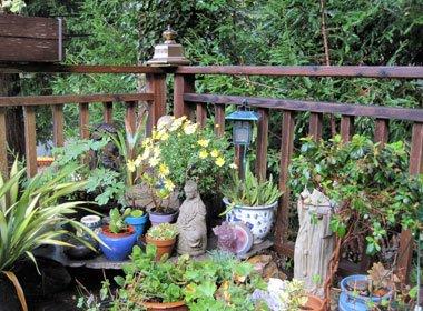 Tara Home (hospice cabin in the redwoods at Land of Medicine Buddha)