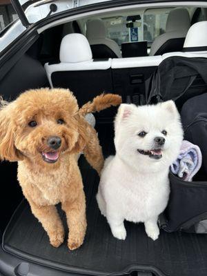 Mini golden doodle and Pomeranian