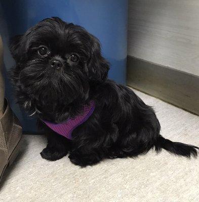 Tashi-Pearl's first vet visit!