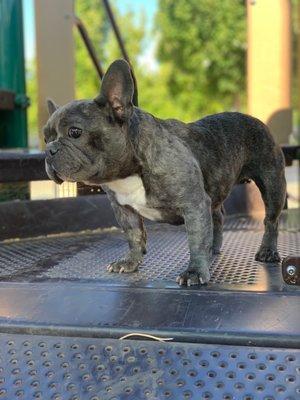 Fionas looking great after visiting montecito vet center