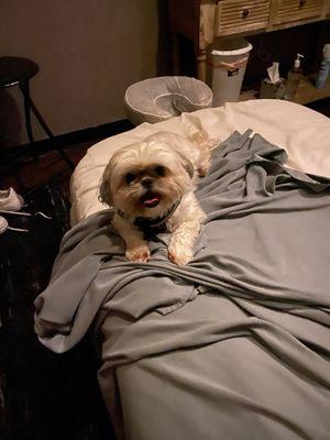 My Medical Service Dog Jojo enjoying the Massage Bed