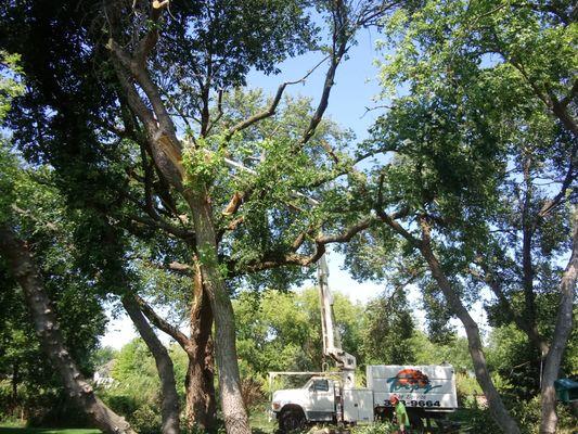 60 foot Elm Tree