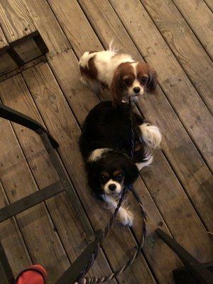 The cutest dogs approve of this patio