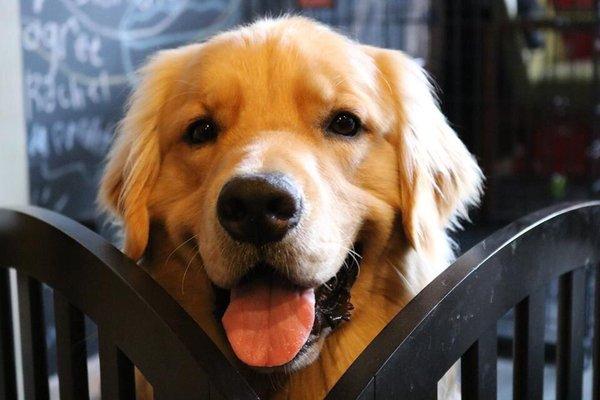 As Good as Gold - Golden Retriever Rescue of Illinois