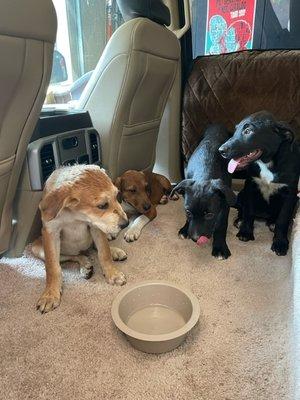 4 Stranded Pups looking for a home.
 Thanks Abby