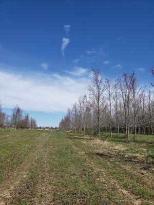 A row of 'Red Sunset' Red Maple trees.