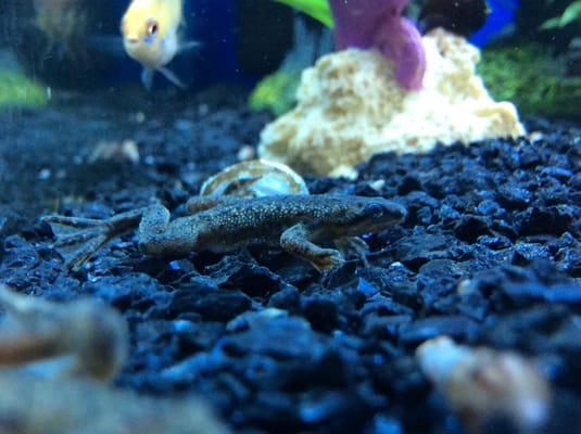 African dwarf frog