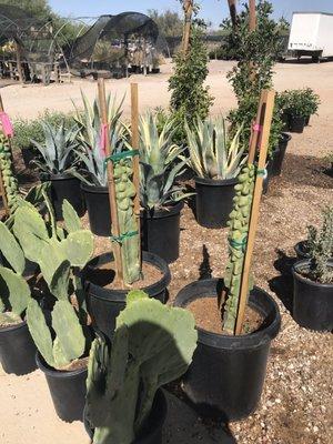 Desert Trees nursery cacti & more