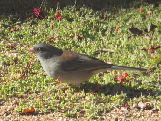 Dark-eyed junco foraging for Finch Mix