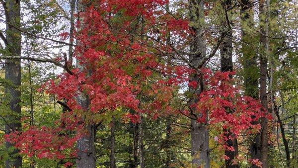 Beautiful color on the tour