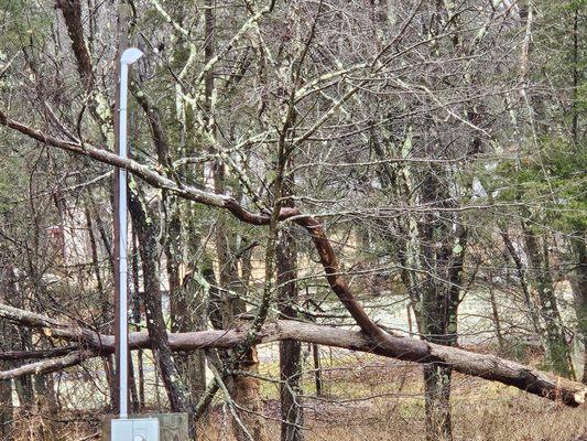 Tree hanging on the wires