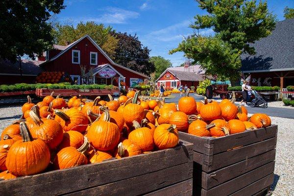 Pick the perfect pumpkin!