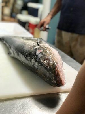 Cobia