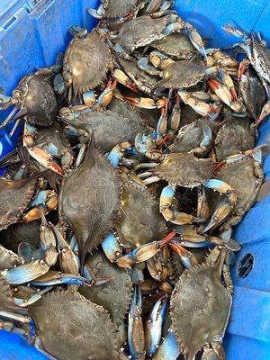 Live Crabs available periodically at our store front 8075 N. Main Street, Jacksonville, FL 32208.