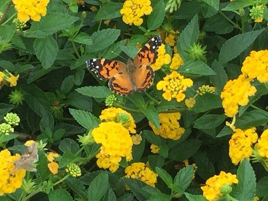 Butterfly enjoying lantana