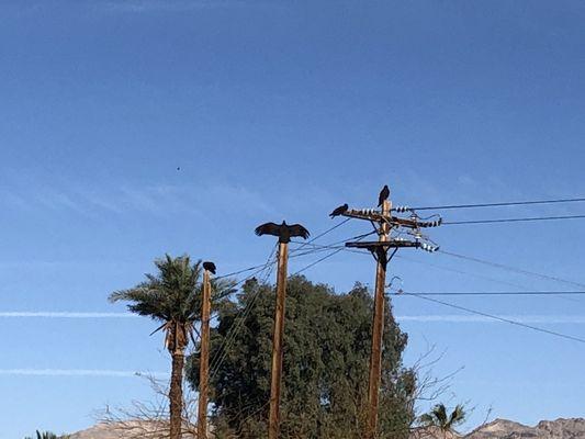 That's a large condor in the middle.