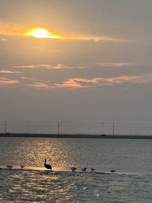 Beautiful sunset with a pelican and some seagulls sitting on a sandbar!