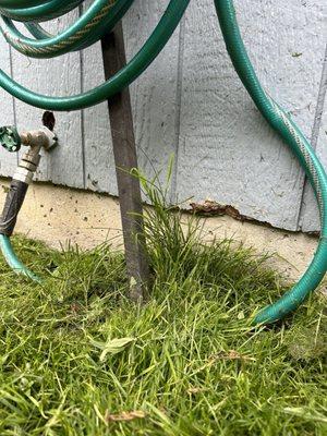 This was from when they decided to use the weed whacker. Took out a chunk of the house but left the grass behind. Now that's talent!