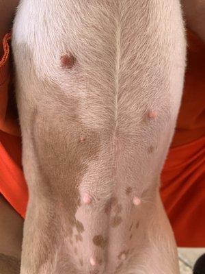 My pups nipples that we shaved over.