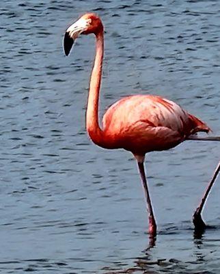 Leonabelle Turnbull Birding Center