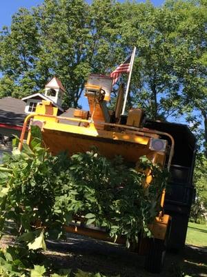 One of our crews eating up trees in Buckingham PA