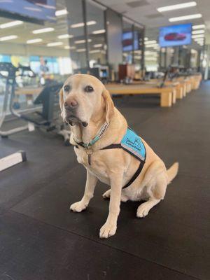 Hurley the Therapy Dog