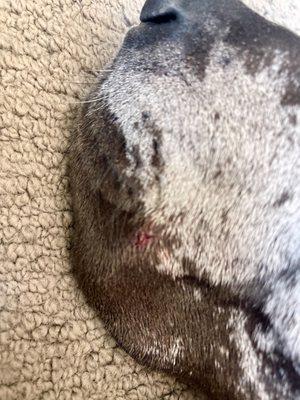 Bite/scratch mark on muzzle of Great Dane that was not mentioned by sunrise kennels