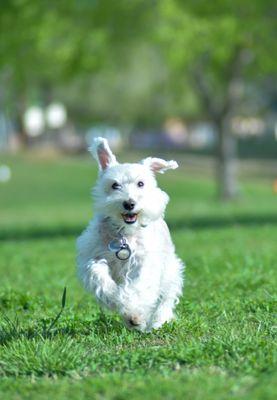 Arizona Veterinary Oncology