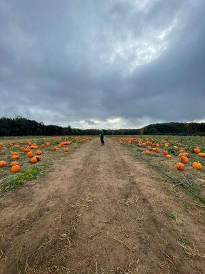 Pumpkin patch