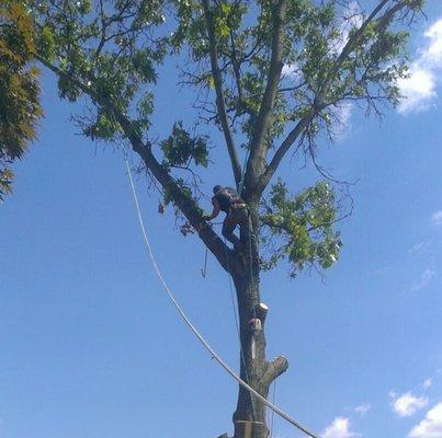 Tree Climber in the tree