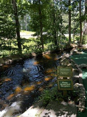 Pond with fish