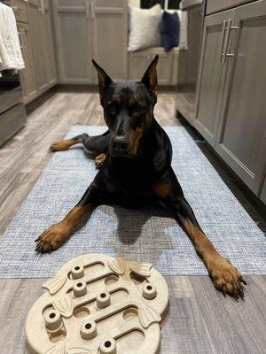 Khloe with her treat puzzle