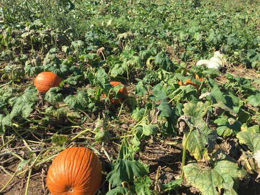 Beautiful pumpkin patch