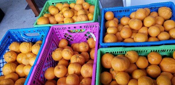 Mandarin Oranges