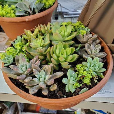 Succulent Gardens $45.00