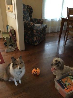 Max and Lilou after a grooming visit!